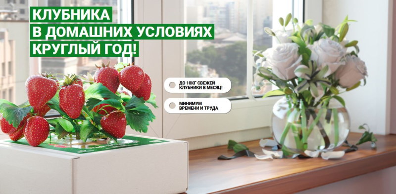 Как выращивать клубнику в квартире круглый год? Чудо-ягодница