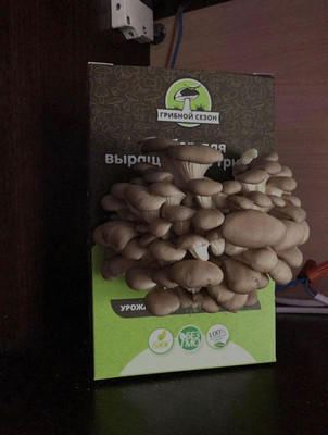 Набор для выращивания грибов купить
