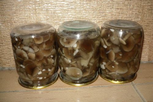 Выращивание грибов дома отзывы