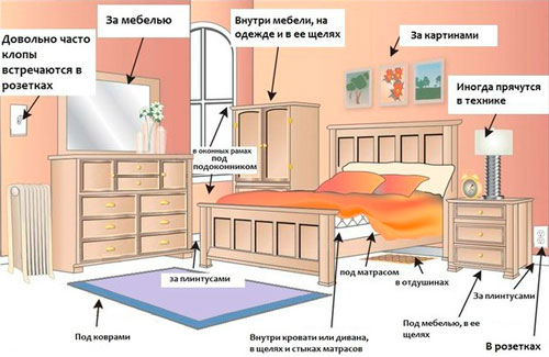 Каждое второе российские жилье атаковано тараканами и крысами